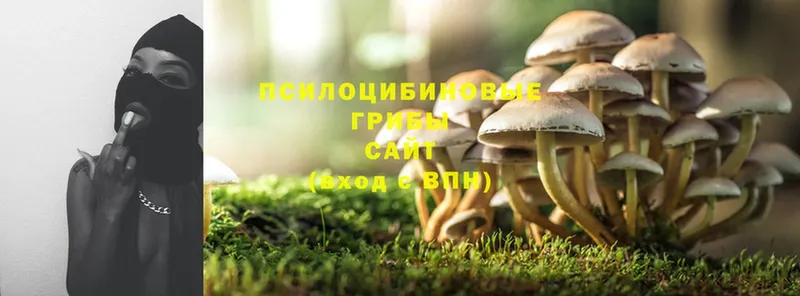 Галлюциногенные грибы Magic Shrooms  что такое   Кувшиново 